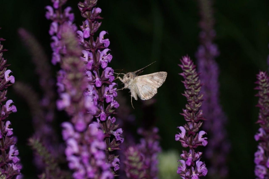 Bouwmarkt - Geleedpotigen - Gamma uiltje