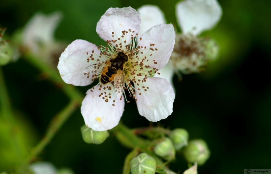 bramenbloesem met zweefvlieg - Planten - 
