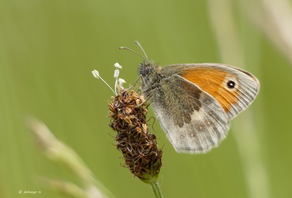 Bruin zandoogje - Geleedpotigen - Bruin zandoogje