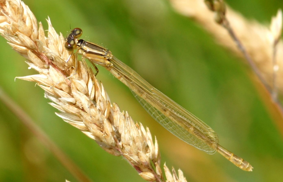 bruine libelle - Geleedpotigen - 