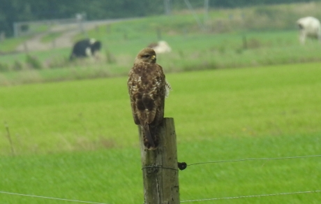 buizerd kijkt om.