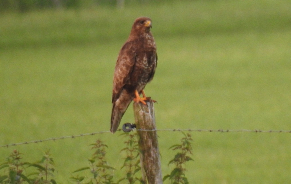Buizerd op een paal - Vogels - 