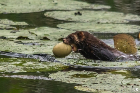 Bunzing op strooptocht