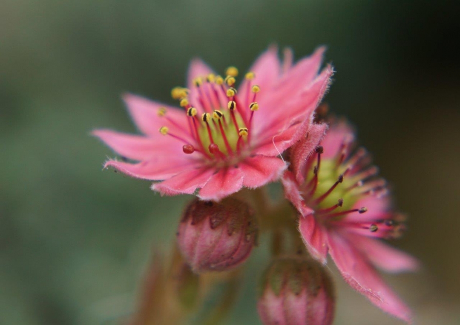 Cedum bloem - Planten - Cedum