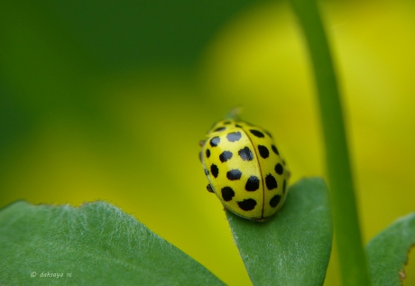 Citroenlieveheersbeestje