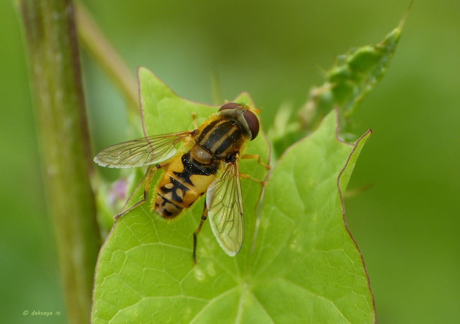 Citroenpendelzweefvlieg - Geleedpotigen - Citroenpendelzweefvlieg