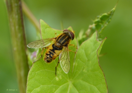 Citroenpendelzweefvlieg