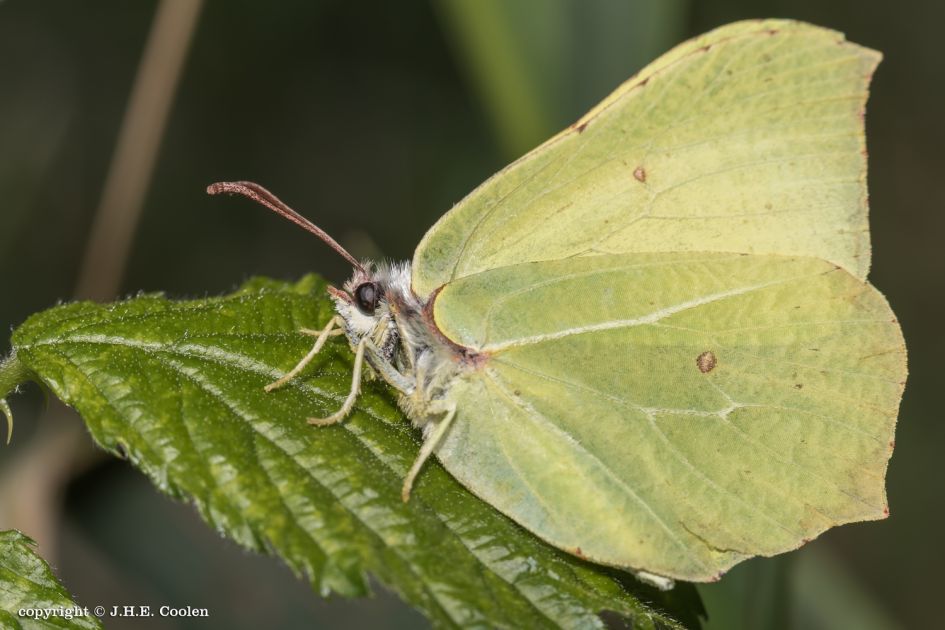 Citroenvlinder - Geleedpotigen - Citroenvlinder