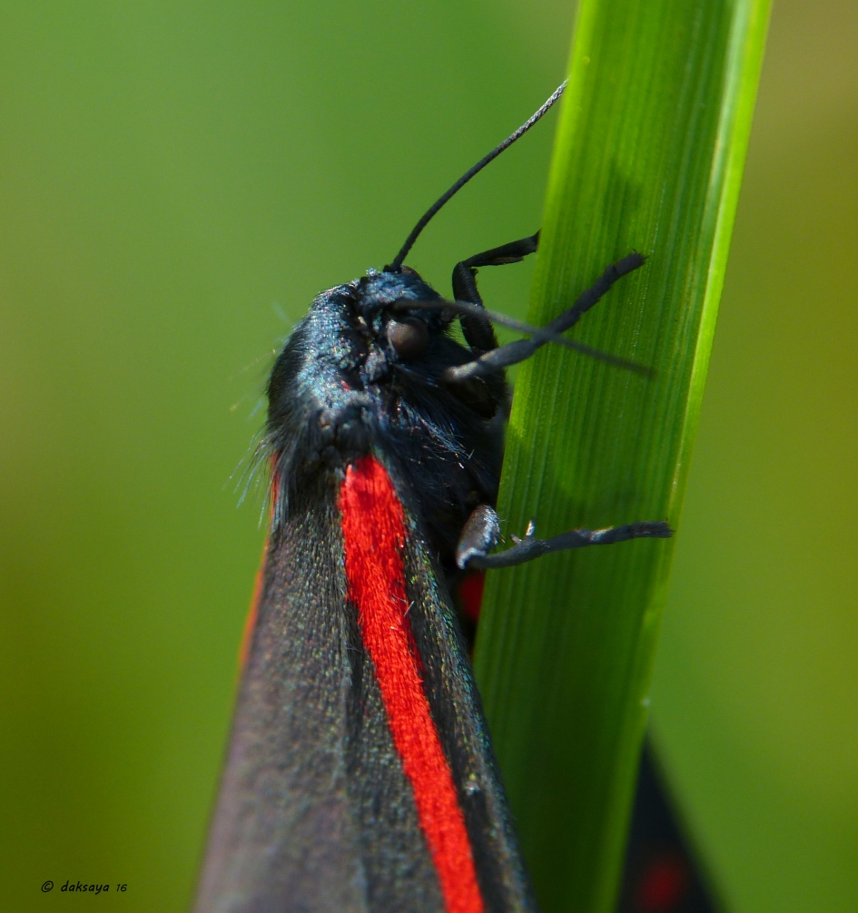 Close-up Sint-jacobsvlinder - Geleedpotigen - Sint-jacobsvlinder