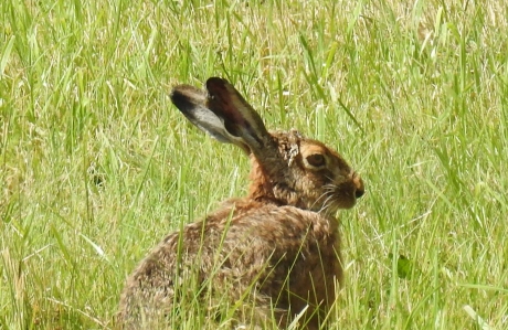 Close up van een haas