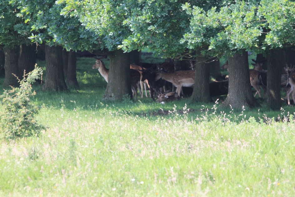Damherten - Zoogdieren - Damherten