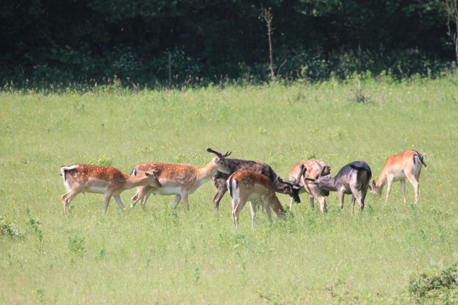 Damherten - Zoogdieren - 
