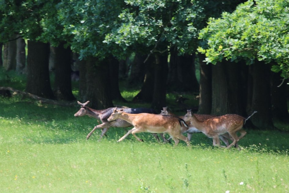 Danherten - Zoogdieren - Damherten