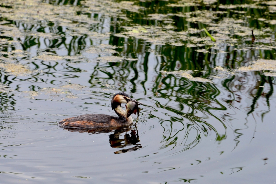 Dat wordt smullen - Vogels - Fuut