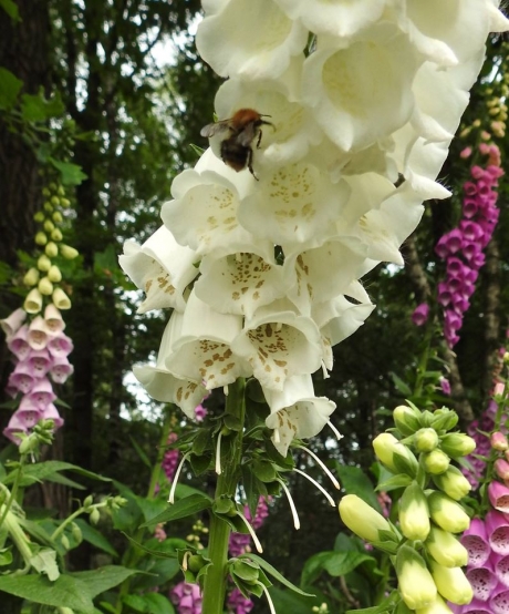 De bloemetjes en de hommel