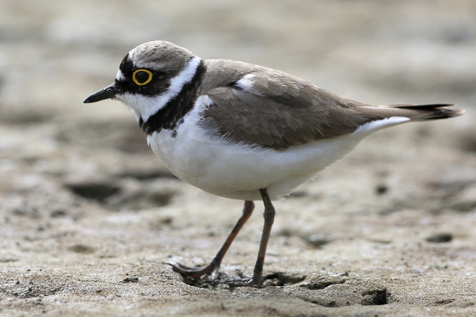 De Kleine Gravelot - Vogels - Kleine Plevier