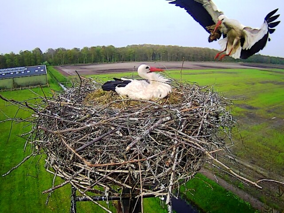 De puntjes op de i - Vogels - Ooievaar