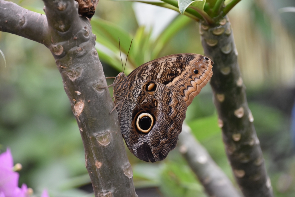 Gesloten - Geleedpotigen - 