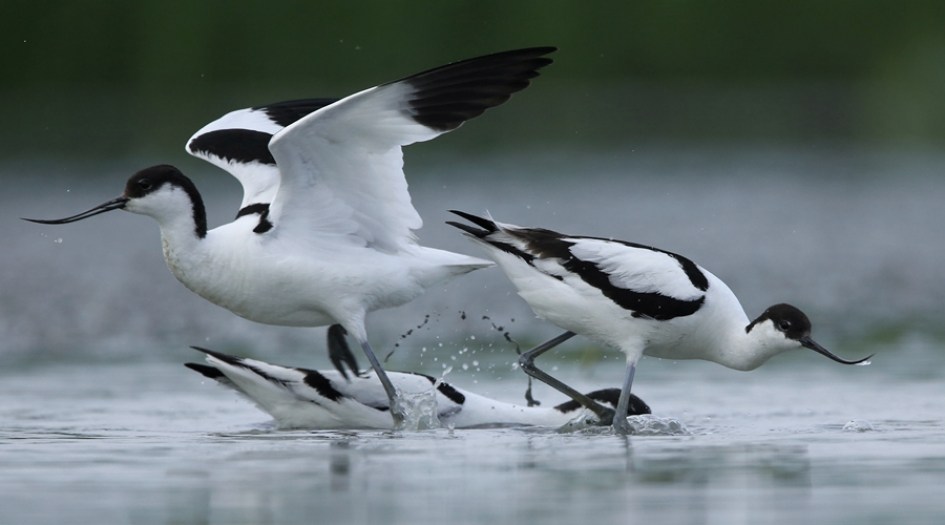 Dispuut van de Kluut - Vogels - Kluut