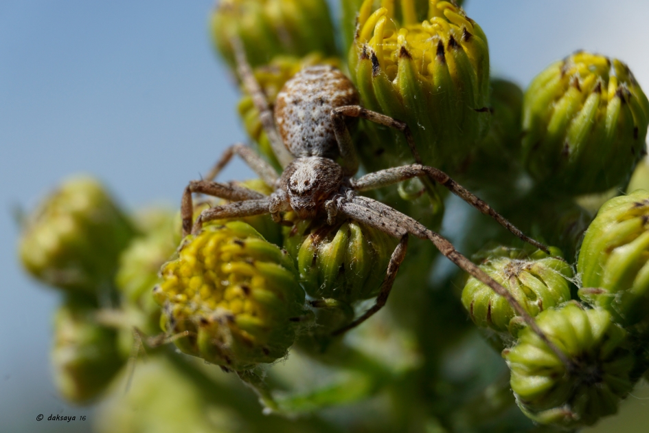Dit is van mij! - Geleedpotigen - 
