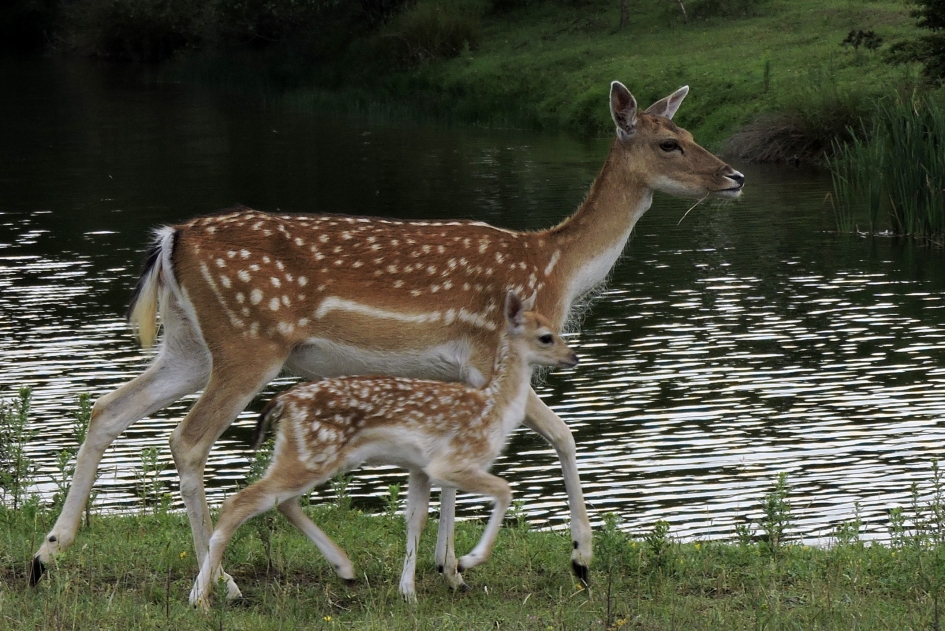 Doorstappen m'n kind! - Zoogdieren - Damhert