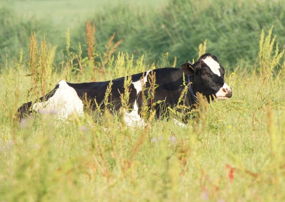 Droom land - Zoogdieren - Koe