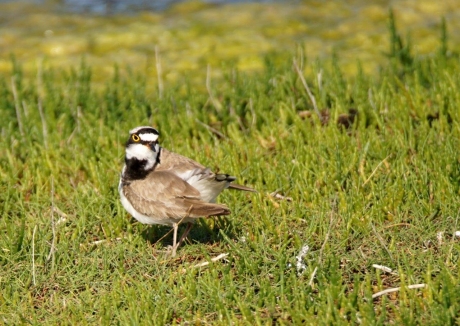 Druk doende met toilet maken