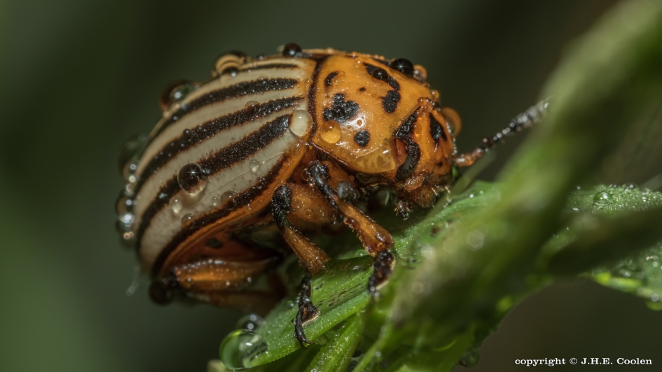Druppels..... - Geleedpotigen - coloradokever
