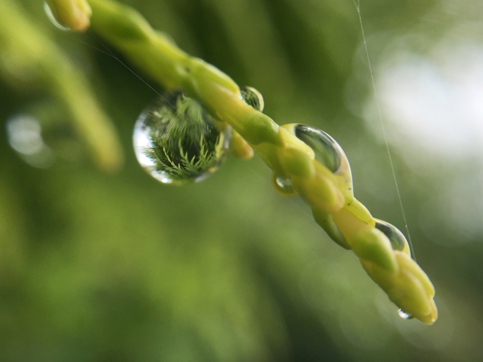 Druppels - Planten - 