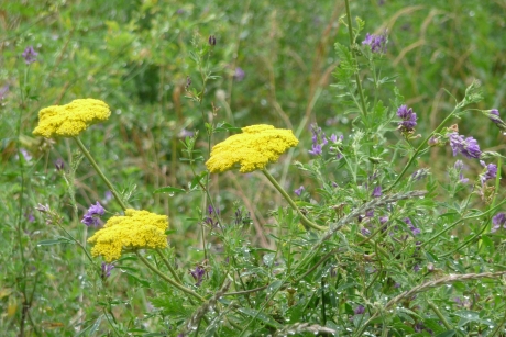 Druppels tussen de bermbloemen
