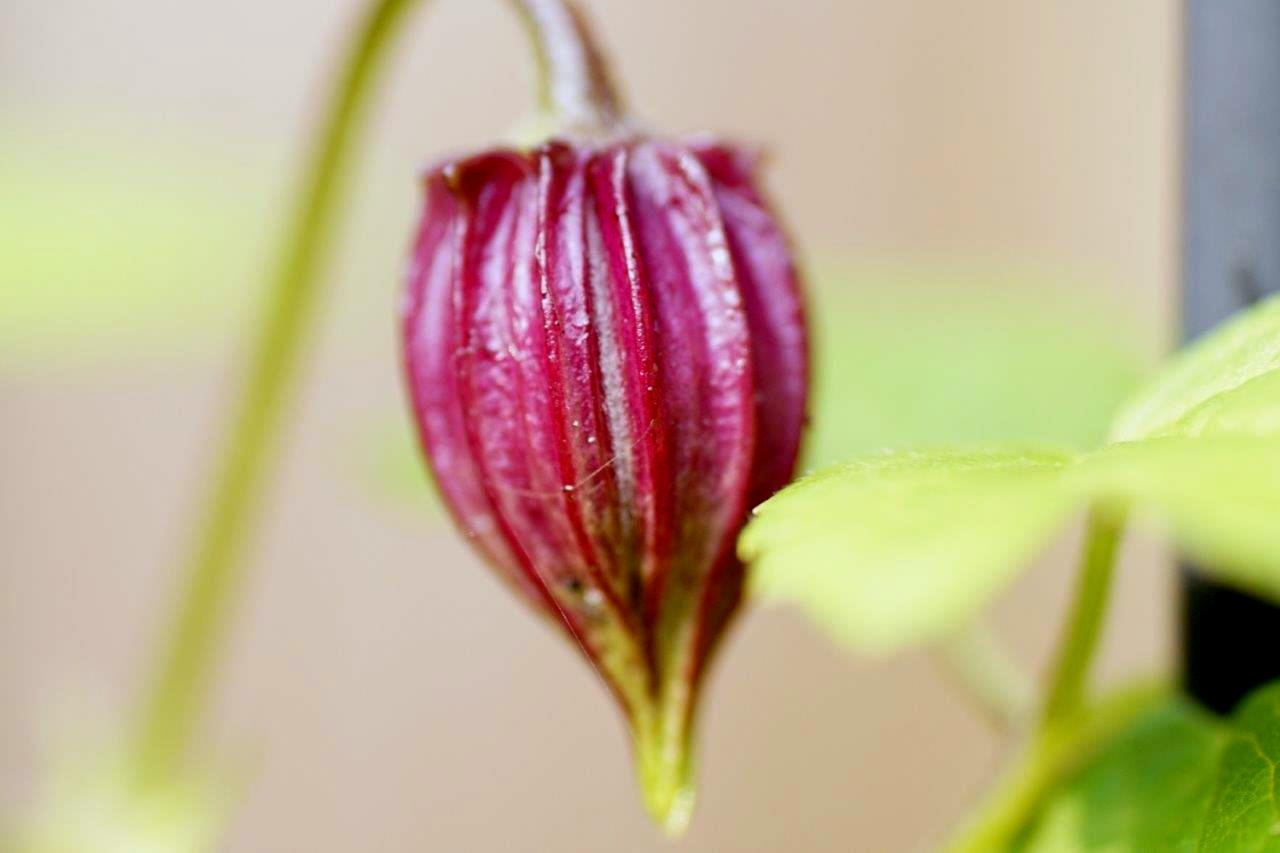 Clematis
