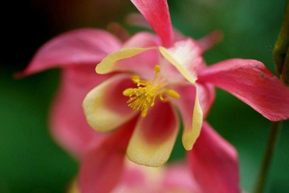 Akelei - Planten - Akelei