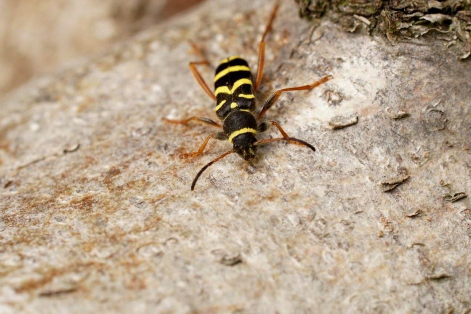 kleine bokwesp ?? - Geleedpotigen - 