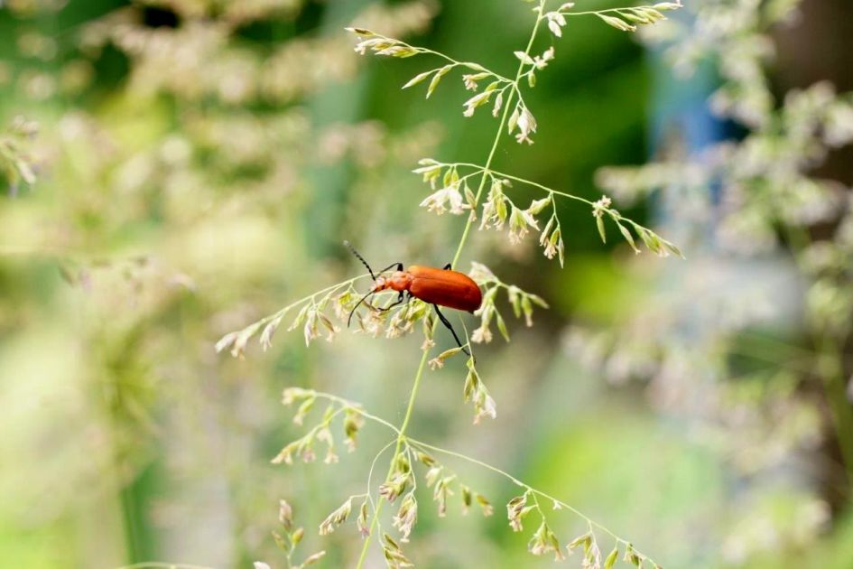 kevertje - Geleedpotigen - kevertje