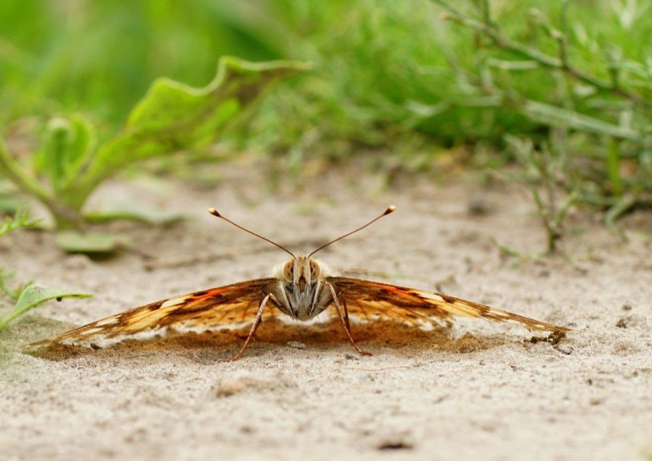 Distelvlinder - Geleedpotigen - 