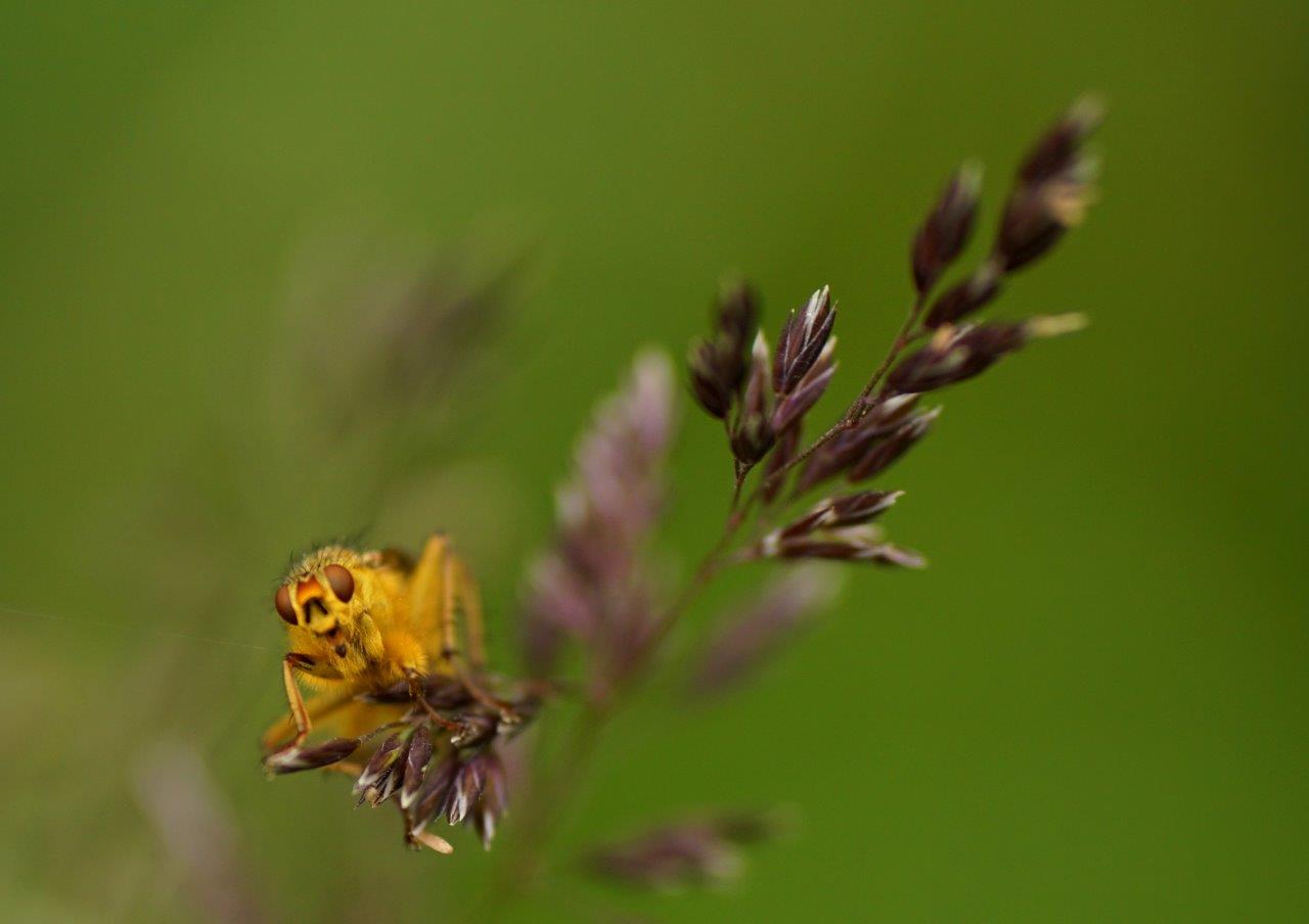 vreemde beeetjes in het gras