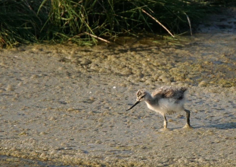 Jonge kluut op zoek naar voedsel - Vogels - Kluut