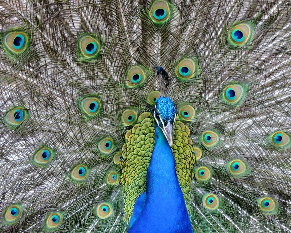 Kunstwerkje - Vogels - Blauwe pauw