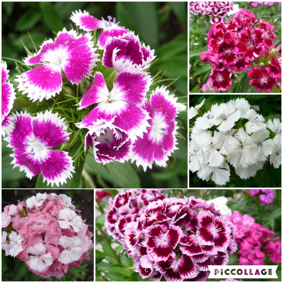 Duizendschoon - Planten - 