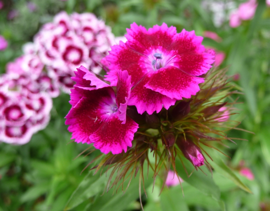 Duizendschoon - Planten - 