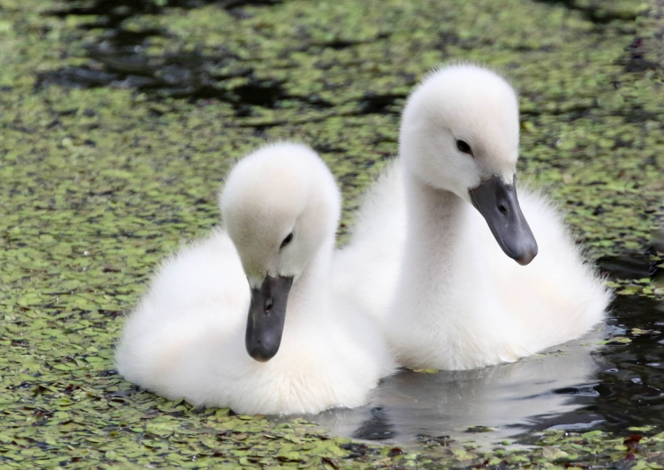 Duo Spic & Span - Vogels - 