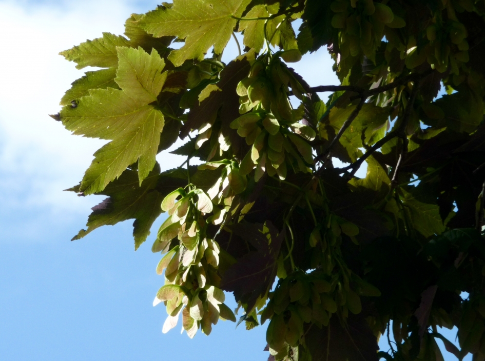 Esdoorn - Planten - Esdoorn