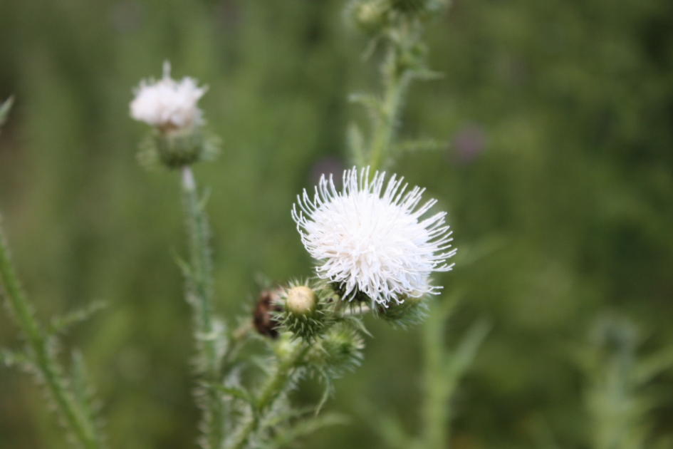 Echt spierwitte akkerdistel - Planten - Akkerdistel