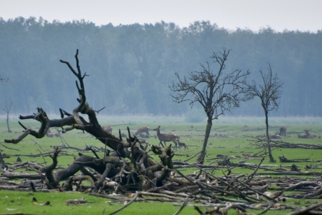 Edelhert met jong hertje
