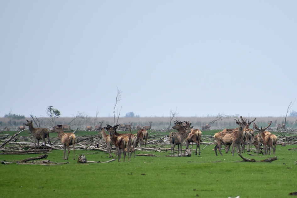 Edelherten - Zoogdieren - 