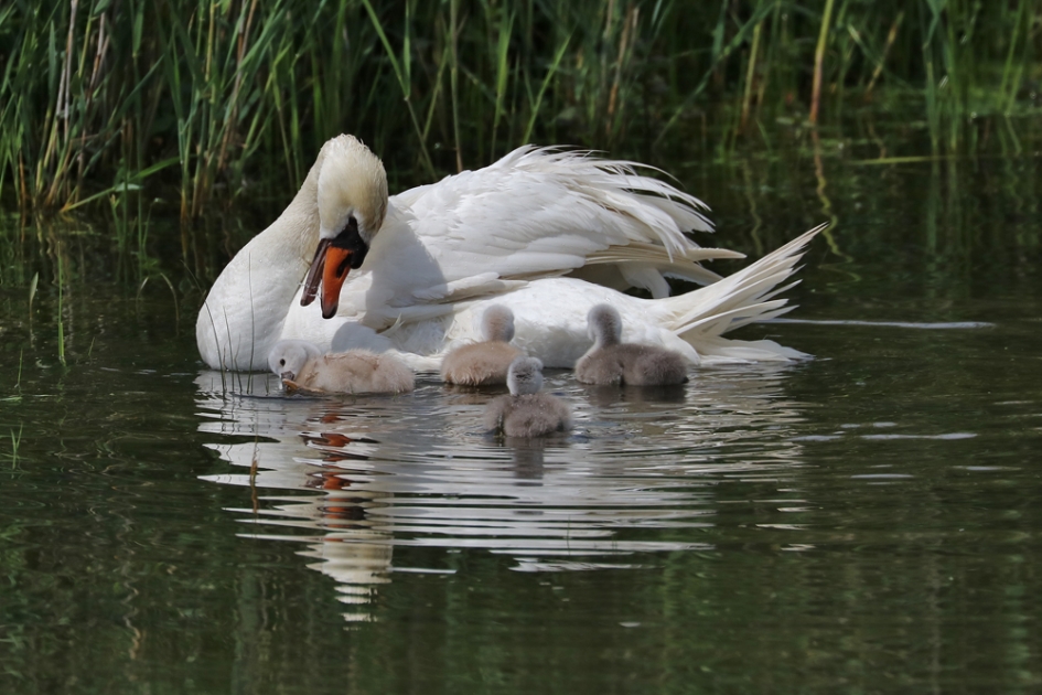 Een goed voorbeeld doet volgen.... - Vogels - Knobbelzwaan