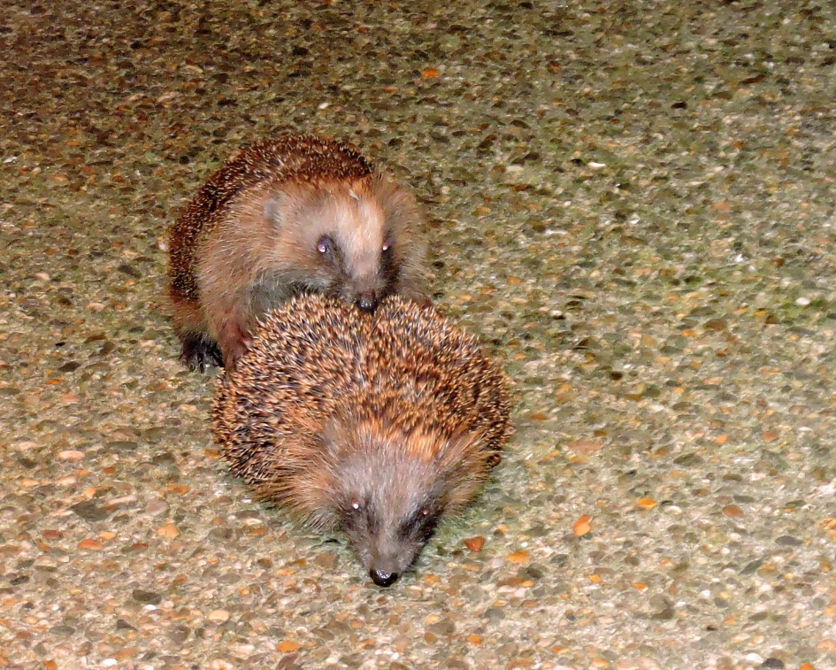 Egelparing - Zoogdieren - Egel