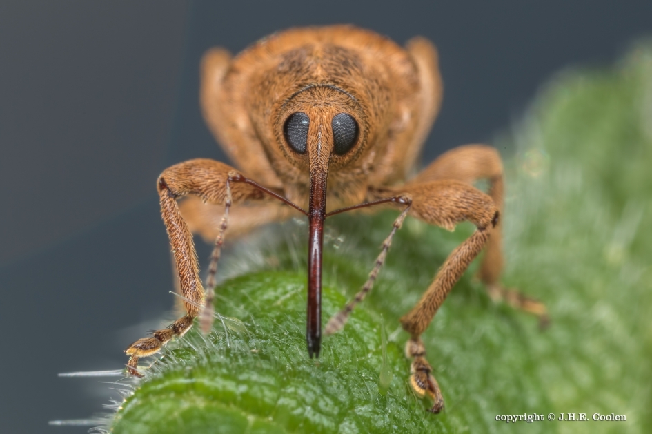Eikelboorsnuitkever - Geleedpotigen - Eikelboorsnuitkever