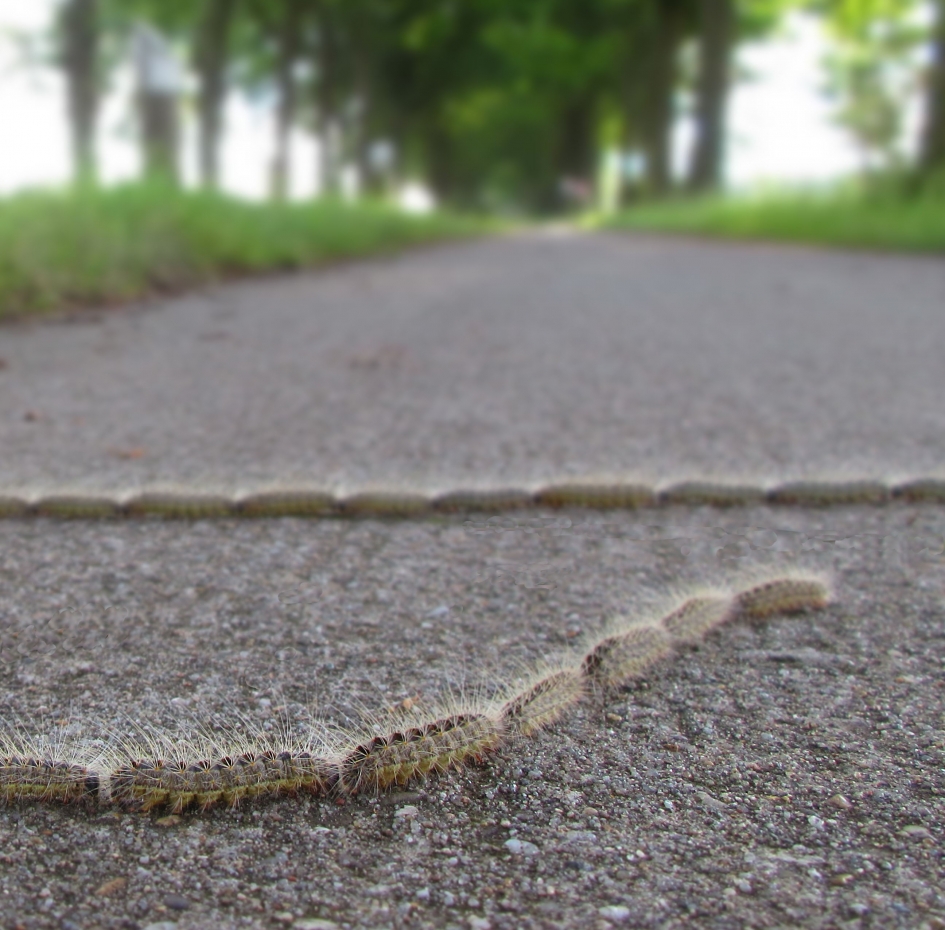 Eikenprocessierups in opmars - Geleedpotigen - eikenprocessierups