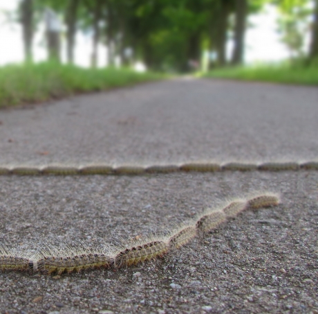Eikenprocessierups in opmars